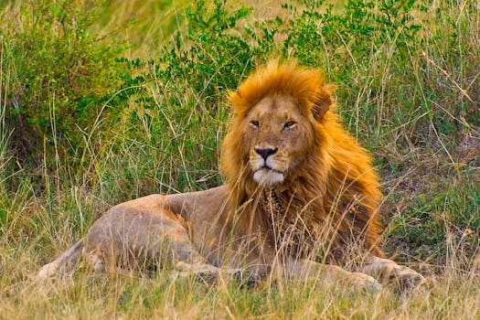 A majestic lion with a flowing mane lying on the grass in Narok County, Kenya.