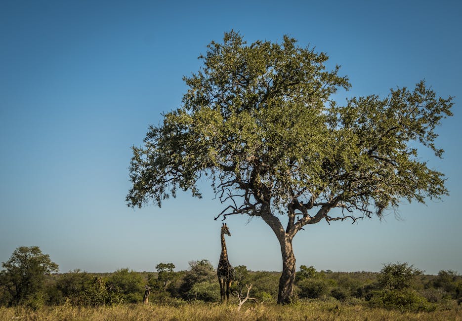 A majestic giraffe standing beside a tree in Kruger Park, showcasing wildlife and nature.