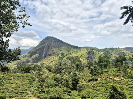 Lush green tea fields on a mountainous terrain under a partly cloudy sky.
