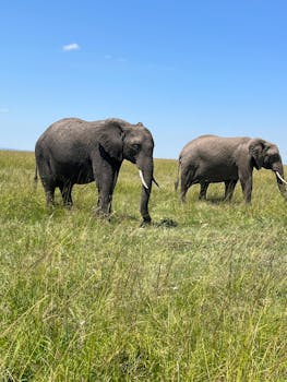 Two African elephants roam freely in Kenya's Maasai Mara under a clear blue sky.